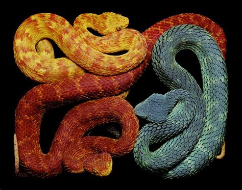Pin De Alejandro Carrillo En Good Stuff Fotos De Serpientes Arte De
