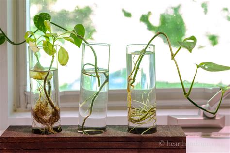 How To Easily Root Plants In Water With Simple Cuttings