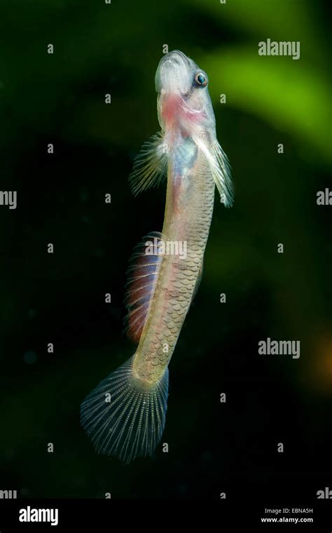 Freshwater Goby Sicyopus Zosterophorum Swimming Stock Photo Alamy