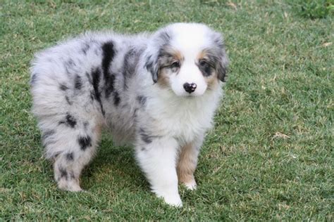 Australianshepherd2 Australian Shepherd Blue Merle Australian