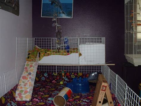 Daisy And Lily S Cage Guinea Pig Cages
