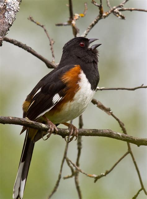 Eastern Towhee Bird Laura Ericksons For The Birds