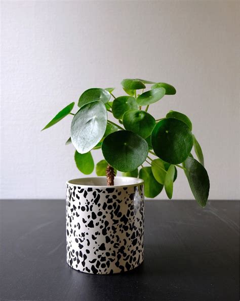 Check spelling or type a new query. Chinese Money Plant | Peperomia plant, Chinese money plant, Pretty plants
