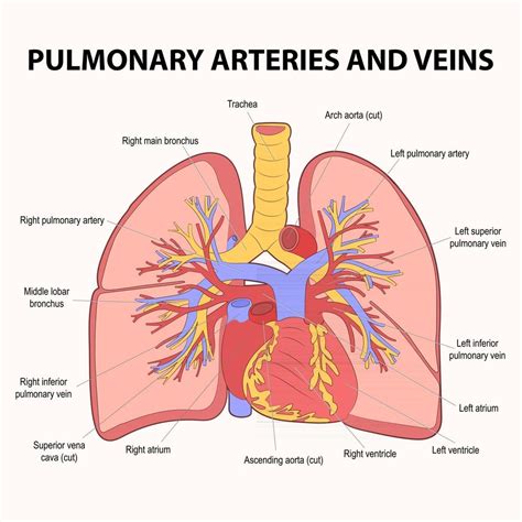 Arterias Y Venas Pulmonares Images And Photos Finder