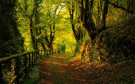 Great Autumn Forest View 2560 X 1600 Widescreen Wallpaper