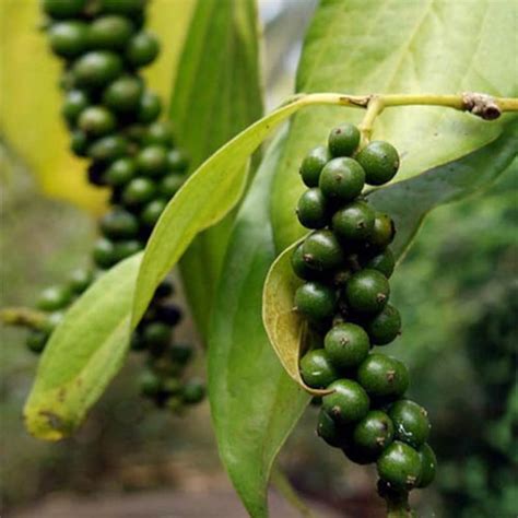Black Pepper Piper Nigrum Tellicherry Pepper Kerala Etsy