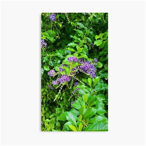 Flower Photograph Wall Art Redbubble Flowers Photography
