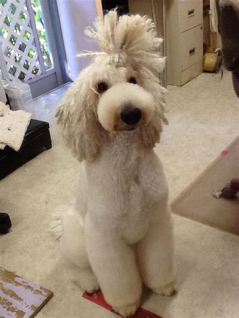 My Standard Poodle Yolo Ion Asian Style With Corded Head Dog Grooming