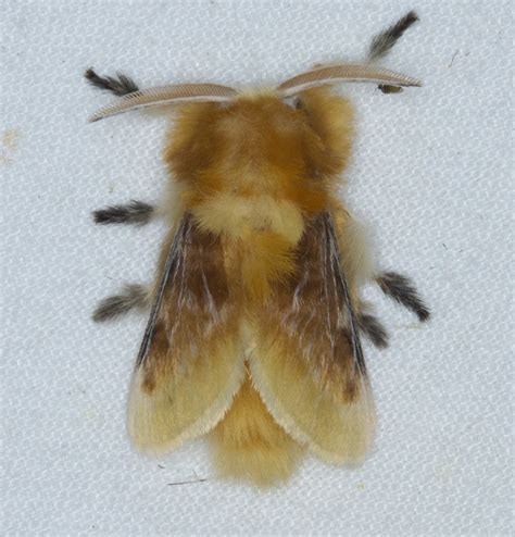 Southern Flannel Moth M Ann Gordon Flickr