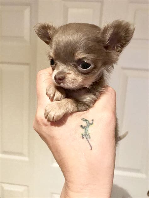 Chihuahua Puppies For Sale Tiny Puppies Teacup Puppies Cute Puppies