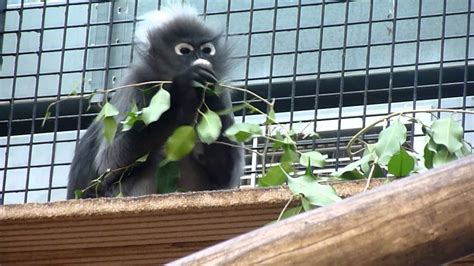 Jump to navigation jump to search. Baby dusky leaf monkey in Burgers Zoo - YouTube