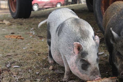 Pot Belly Pig Overweight Or Pregnant Backyard Chickens Learn How