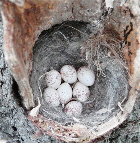 Black Capped Chickadee Nest And Eggs Dpwagtail Flickr