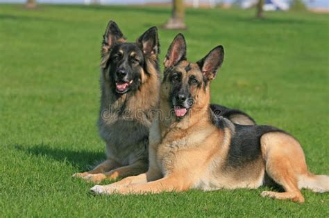 It lets kids and students play games that are fun and help enhance their learning skills. Two german shepherds stock photo. Image of attack, purebred - 3391670