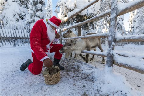 Santa Claus Feeding Reindeer Ruka Kuusamo Northern Ostrobothnia Region Lapland Finland