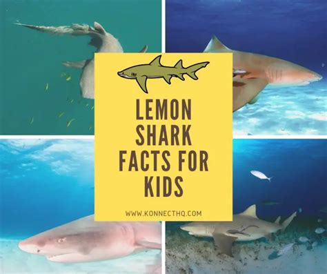 Lemon Shark Facts For Kids Konnecthq