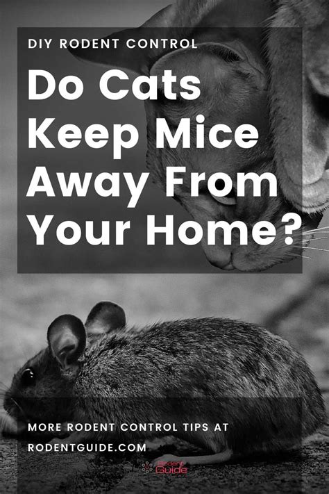 Does Having A Cat Keep Mice Away Diy Rodent Control