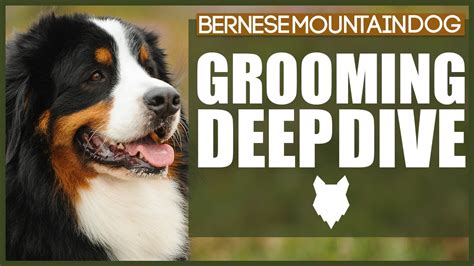 How To Groom Your Bernese Mountain Dog Youtube