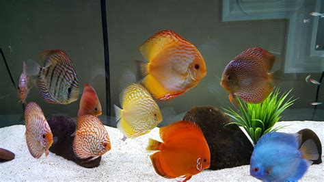 Our 150 Gallon Discus Aquarium Discus Fish Tropical Fish Aquarium