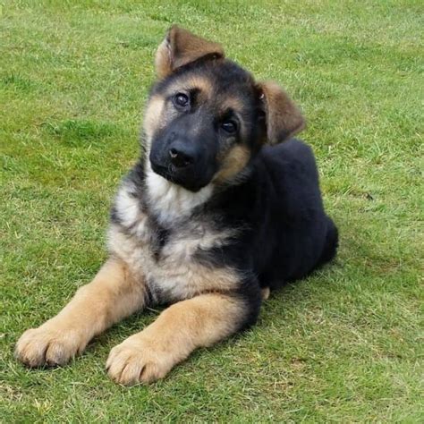 The Ultimate German Shepherd Ears Guide World Of Dogz