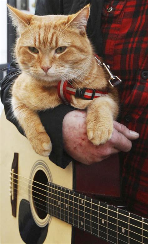 A streetcat named bob, london, united kingdom. A Street Cat Named Bob » GagDaily News