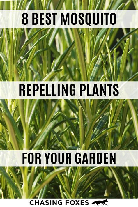 8 Mosquito Repelling Plants For Your Garden In 2020 Mosquito