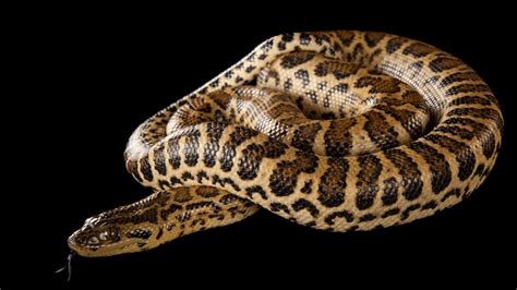 Top 127 Anaconda Animal Facts
