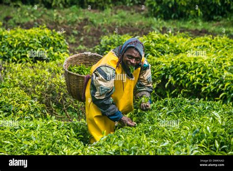 Tea Plantation In The Virunga Mountains Rwanda Africa Stock Photo Alamy