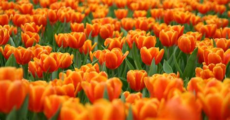 Download Free Beautiful Tulips Wallpapers Most Beautiful Places In