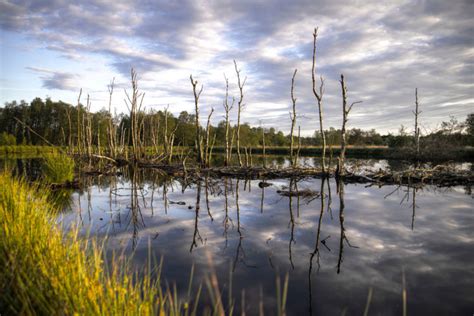 Challenging Types Of Land Flood Zone And Wetlands Landcentral