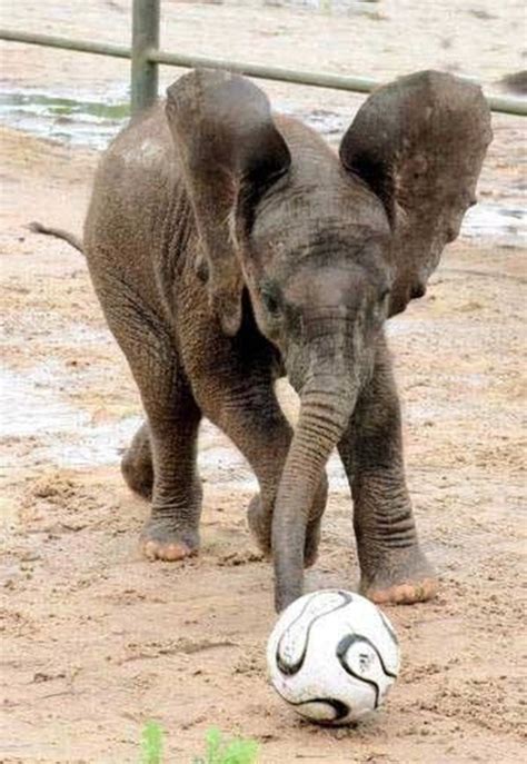 20 Funny Animals Playing Soccerfootball 20 Pics Amazing Creatures