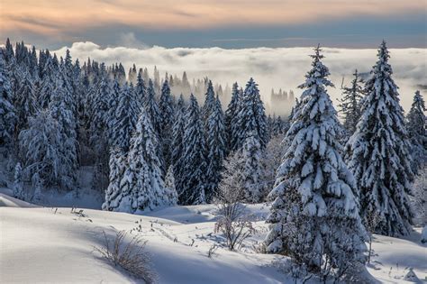 Winter Forest Hd Wallpaper Background Image 2048x1365
