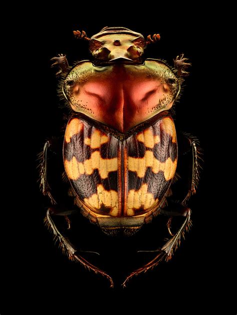 Microsculpture Incredibly Detailed Macro Insect Photographs Reveal