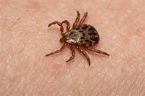 Tick Found Near Hudson Valley Can Cause Allergy To Meat And Sugar