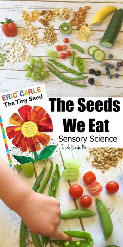 The Seeds We Eat Nature Sensory Science For Kids Great