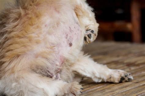 Dog Blackheads On Belly 5 Causes And How To Manage Dog Acne