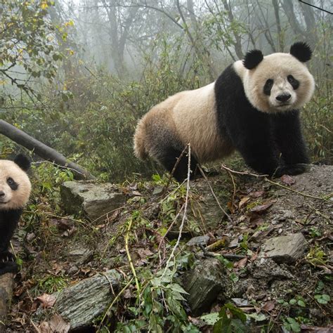 Are There Any Pandas Outside Of China