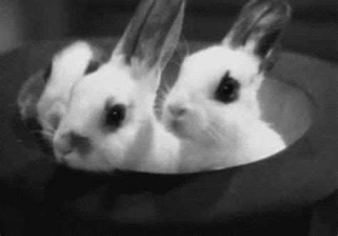 Rabbit Sniffing  Find And Share On Giphy