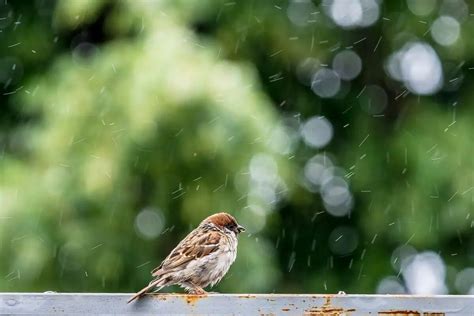 Can Birds Fly In The Rain A Helpful Explanation Birding Outdoors