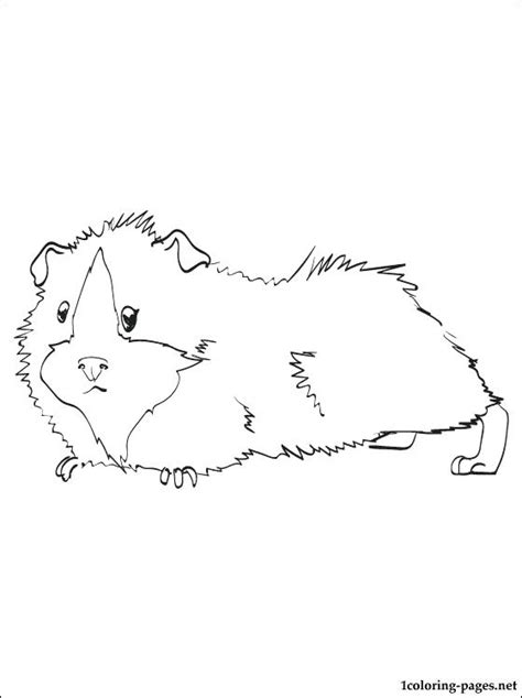 Cute Guinea Pig Drawing At Getdrawings Free Download