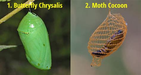 Chrysalis And Cocoon Fact 15039