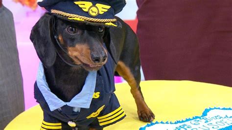 Video Celebrity Dachshund Takes Over Gma In Style Dachshund