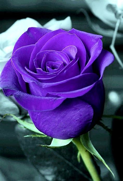 Pin By Antonia Romero Borbon On The Most Beautiful Purple Rose In