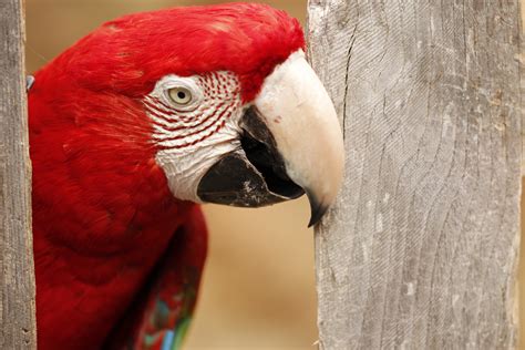 Ingyenes Képek Madár Szárny állatkert Piros Csőr Szín Fauna