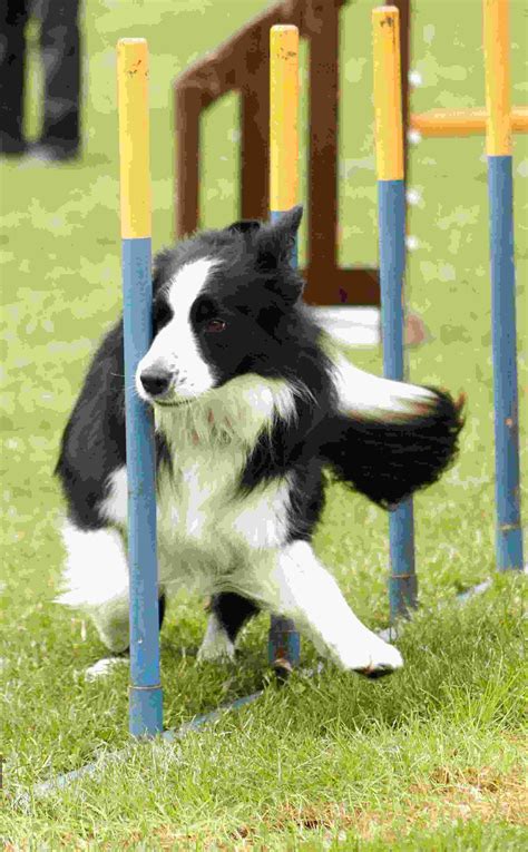 Agility Dog For Sale In Uk 74 Used Agility Dogs