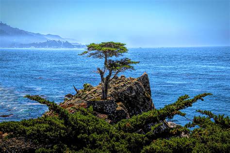 Lone Cypress After The Storm Photograph By Barbara Snyder Fine Art
