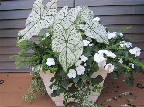 Pin By Luann Jordan On Container Plantings Container Flowers Porch