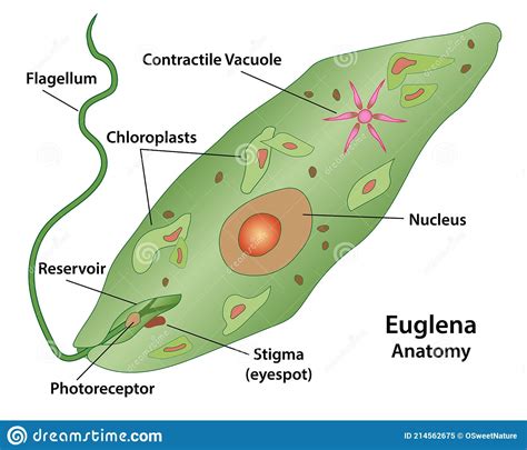 Labeled Drawing Euglena Diagram Draw Well Labelled Diagram Of A