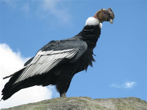 El Condor Majestuosa Ave Andina Taringa