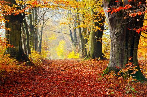 Autumn Fall Forest High Quality Nature Stock Photos Creative Market